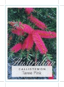 Picture of CALLISTEMON TAREE PINK                                                                                                                                