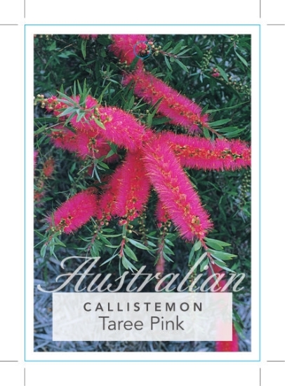 Picture of CALLISTEMON TAREE PINK                                                                                                                                