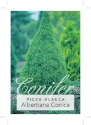 Picture of CONIFER PICEA GLAUCA ALBERTIANA CONICA                                                                                                                