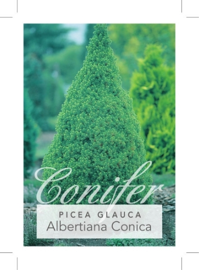 Picture of CONIFER PICEA GLAUCA ALBERTIANA CONICA                                                                                                                