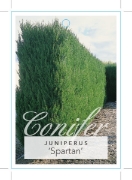 Picture of **CONIFER JUNIPERUS CHINENSIS SPARTAN                                                                                                                 