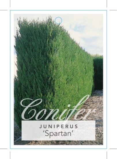Picture of **CONIFER JUNIPERUS CHINENSIS SPARTAN                                                                                                                 