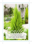 Picture of CONIFER CUPRESSUS MACROCARPA LEMON SCENTED                                                                                                            