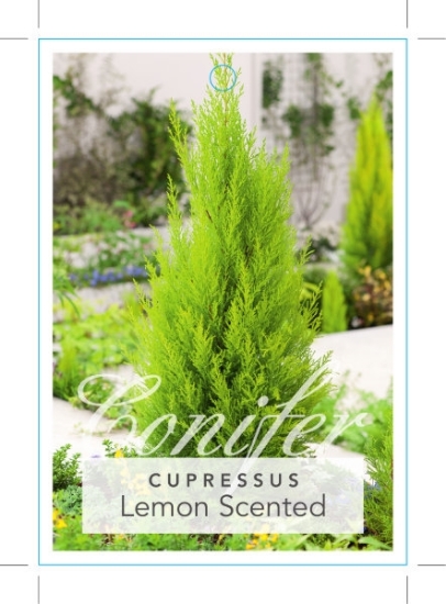 Picture of CONIFER CUPRESSUS MACROCARPA LEMON SCENTED                                                                                                            