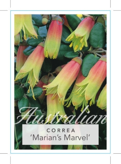Picture of CORREA MARIANS MARVEL                                                                                                                                 