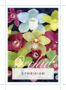 Picture of **HOUSEPLANT CYMBIDIUM ORCHID                                                                                                                         