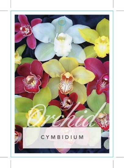Picture of **HOUSEPLANT CYMBIDIUM ORCHID                                                                                                                         