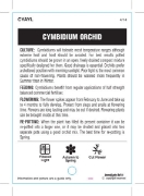 Picture of **HOUSEPLANT CYMBIDIUM ORCHID                                                                                                                         