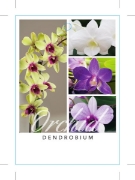 Picture of HOUSEPLANT DENDROBIUM ORCHID                                                                                                                          