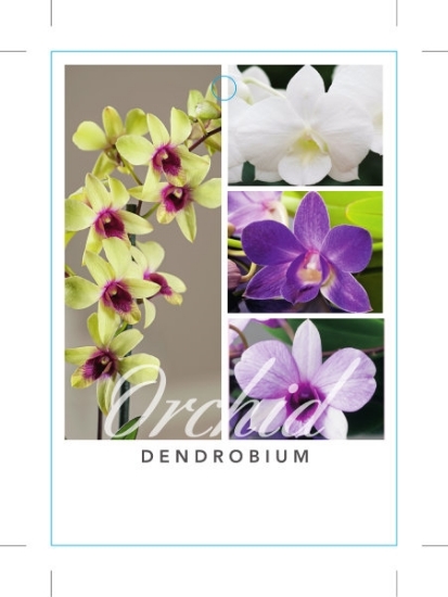 Picture of HOUSEPLANT DENDROBIUM ORCHID                                                                                                                          