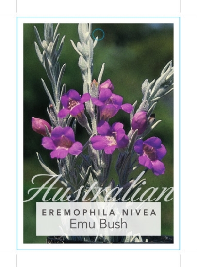 Picture of EREMOPHILA NIVEA EMU BUSH                                                                                                                             