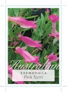 Picture of **EREMOPHILA MACULATA PINK FORM                                                                                                                       
