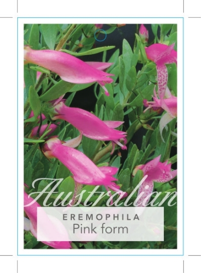 Picture of **EREMOPHILA MACULATA PINK FORM                                                                                                                       