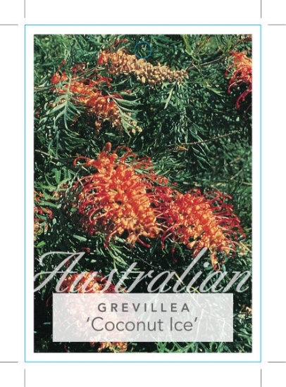 Picture of GREVILLEA COCONUT ICE                                                                                                                                 