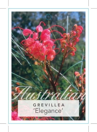 Picture of **GREVILLEA ELEGANCE                                                                                                                                  