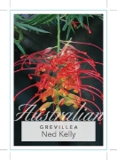 Picture of **GREVILLEA NED KELLY (Syn Masons Hybrid)                                                                                                             