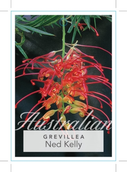 Picture of **GREVILLEA NED KELLY (Syn Masons Hybrid)                                                                                                             