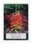 Picture of **GREVILLEA NED KELLY (Syn Masons Hybrid)                                                                                                             