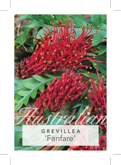 Picture of GREVILLEA FANFARE                                                                                                                                     