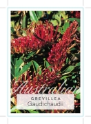 Picture of GREVILLEA GAUDICHAUDII                                                                                                                                