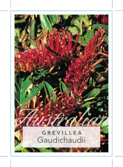 Picture of GREVILLEA GAUDICHAUDII                                                                                                                                
