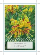 Picture of **GREVILLEA GOLDRUSH                                                                                                                                  