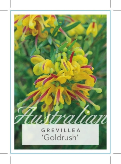 Picture of **GREVILLEA GOLDRUSH                                                                                                                                  
