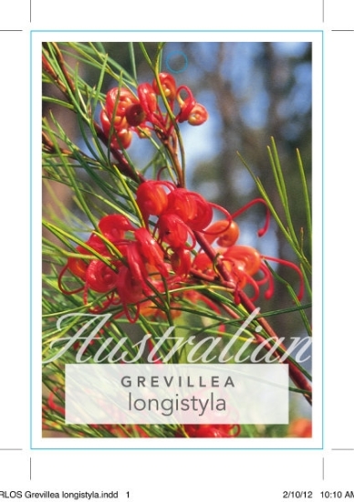 Picture of GREVILLEA LONGISTYLA                                                                                                                                  