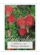 Picture of GREVILLEA ROBYN GORDON                                                                                                                                