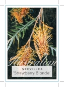 Picture of GREVILLEA STRAWBERRY BLONDE                                                                                                                           