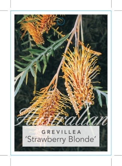 Picture of GREVILLEA STRAWBERRY BLONDE                                                                                                                           