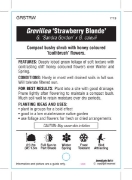 Picture of GREVILLEA STRAWBERRY BLONDE                                                                                                                           