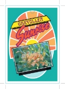 Picture of **GREVILLEA SUNRISE                                                                                                                                   