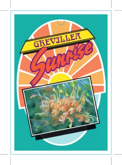 Picture of **GREVILLEA SUNRISE                                                                                                                                   