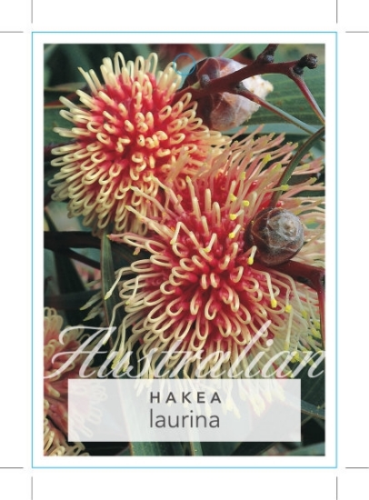 Picture of HAKEA LAURINA PINCUSHION                                                                                                                              