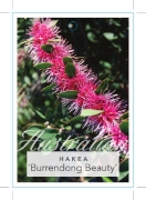 Picture of HAKEA BURRENDONG BEAUTY                                                                                                                               