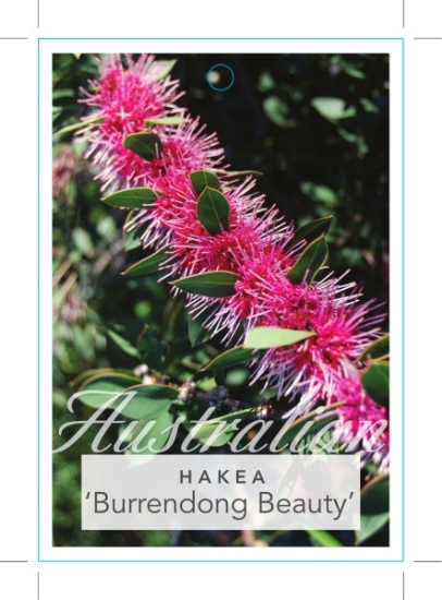 Picture of HAKEA BURRENDONG BEAUTY                                                                                                                               