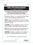 Picture of HAKEA BURRENDONG BEAUTY                                                                                                                               