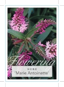 Picture of HEBE MARIE ANTOINETTE                                                                                                                                 