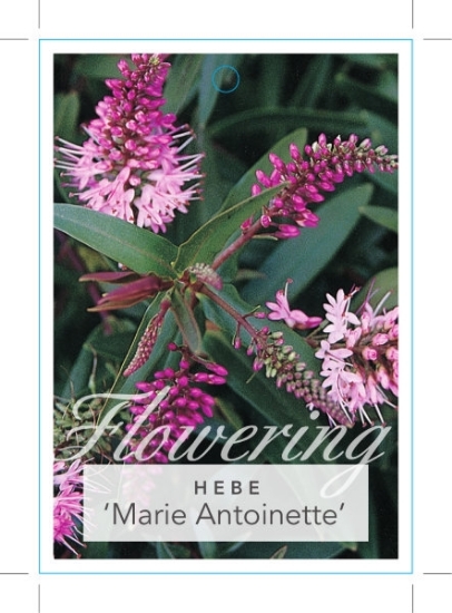 Picture of HEBE MARIE ANTOINETTE                                                                                                                                 