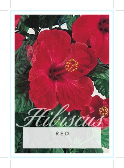 Picture of HIBISCUS SINGLE RED (UNNAMED VARIETY)                                                                                                                 