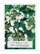 Picture of HYDRANGEA WHITE LACECAP                                                                                                                               
