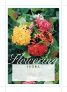 Picture of IXORA                                                                                                                                                 