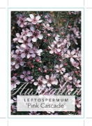 Picture of LEPTOSPERMUM PINK CASCADE                                                                                                                             