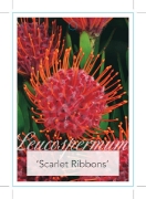 Picture of LEUCOSPERMUM SCARLET RIBBONS                                                                                                                          
