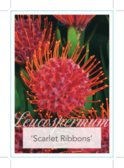Picture of LEUCOSPERMUM SCARLET RIBBONS                                                                                                                          