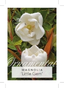 Picture of MAGNOLIA LITTLE GEM                                                                                                                                   