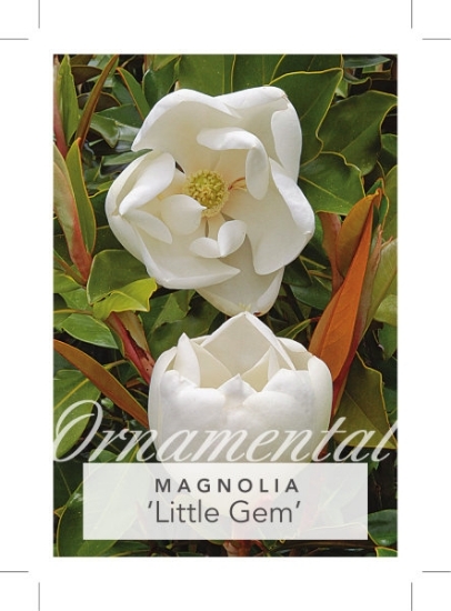 Picture of MAGNOLIA LITTLE GEM                                                                                                                                   