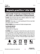 Picture of MAGNOLIA LITTLE GEM                                                                                                                                   