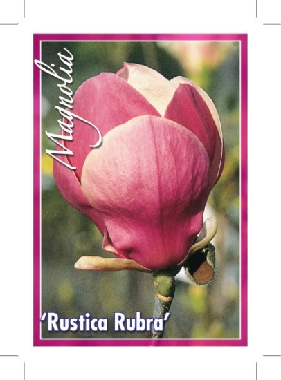 Picture of MAGNOLIA SOULANGIANA RUSTICA RUBRA                                                                                                                    